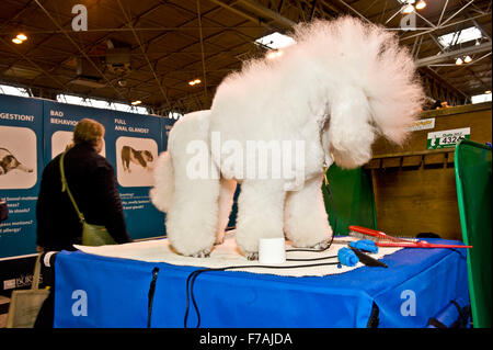 Funny Crufts pix . 2012 , Birmingham NEC Banque D'Images