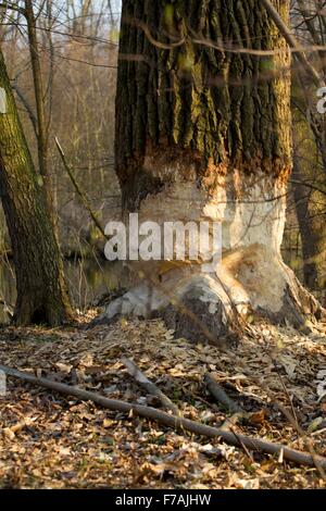 Arbre après l'intervention du castor Banque D'Images