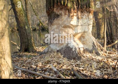 Arbre après l'intervention du castor Banque D'Images