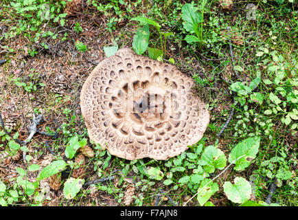 Sarcodon imbricatus, communément appelé le hérisson hérisson bardeaux ou squameuses, est une espèce de champignon de la dent Banque D'Images