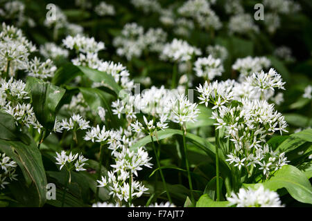 L'ail des ours, Allium ursinum en fleur au printemps le long d'un chemin de croissance des bois dans la campagne anglaise..Les plantes sont un spectacle impressionnant Banque D'Images