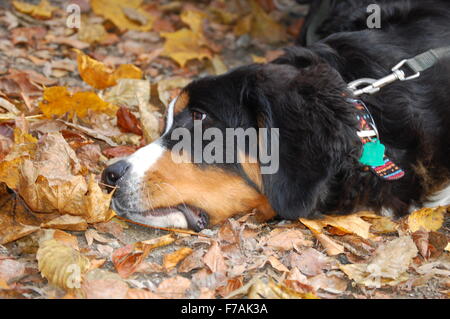 Bernois couché dans les feuilles. Banque D'Images