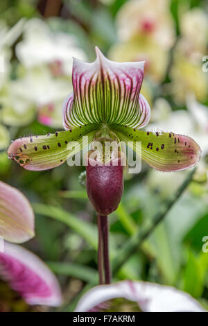 Close-up of a Hong Kong la dame d'orchidées Paphiopedilum purpuratum glissante (fleur). Banque D'Images