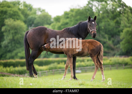 Pur Sang anglais mare poulain d'alimentation dans la matinée Banque D'Images
