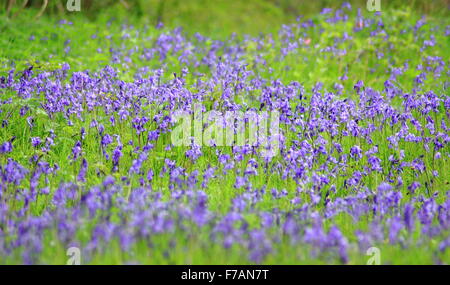 Bluebells s'épanouir dans un anglais meadow près de Cromford dans le Derbyshire Dales, England UK Banque D'Images