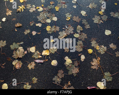 Feuilles d'automne sont dispersés à travers un chemin d'asphalte humide pike. Banque D'Images