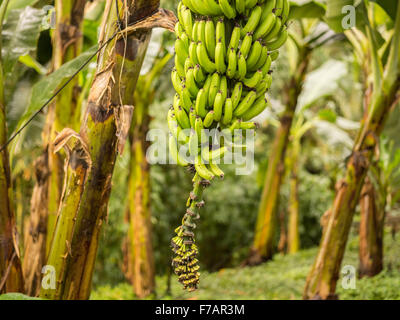 Un plant de banane/herb parmi d'autres Banque D'Images