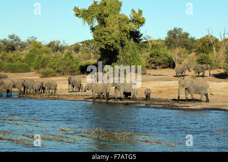 Troupeau d'éléphants sur la rive du fleuve Chobe, au Botswana Banque D'Images