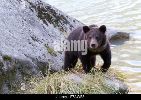 Grizzly Bear cub jeune avec des marques autour de son cou une promenade sur le long de la rivière rock Chilkoot en parc d'état de la piste Chilkoot, Haines, Alaska. Banque D'Images