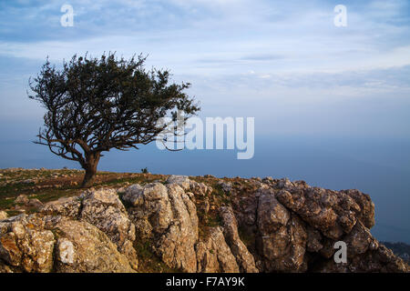 Paysage avec un arbre de pin solitaire sur le fond de la mer Banque D'Images