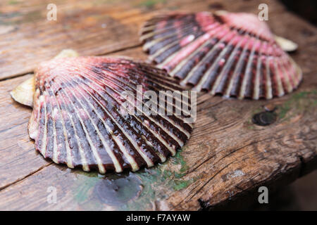 De coquilles humides avec des gouttes sur fond de bois Banque D'Images