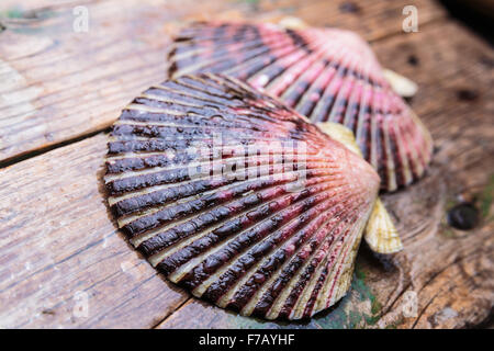 De coquilles humides avec des gouttes sur fond de bois Banque D'Images