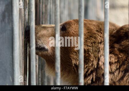 Ours brun européen en cage au zoo de Bakou. BAKU, AZERBAÏDJAN - 9 AVRIL 2014 Banque D'Images