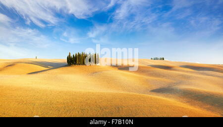 Val d'Orcia, cyprès, Toscane, Italie Banque D'Images