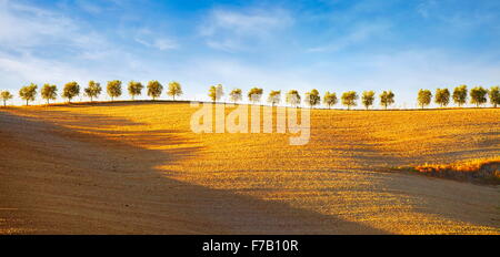 Rangée d'arbres, le Val d'Orcia, Toscane, Italie Banque D'Images