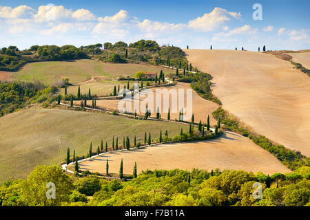 Route avec des cyprès, Toscane, Italie Banque D'Images