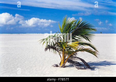 Palmier à noix de coco seul poussant sur une plage de sable tropical vierge d'une île inhabitée dans une réserve marine de l'océan Pacifique Sud Banque D'Images