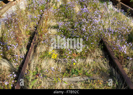 Ancienne voie ferrée, envahi par les plantes, fleurs, Banque D'Images