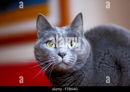 Chat chartreux femelle Banque D'Images