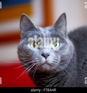 Chat chartreux femelle Banque D'Images