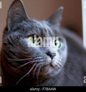 Chat chartreux femelle Banque D'Images