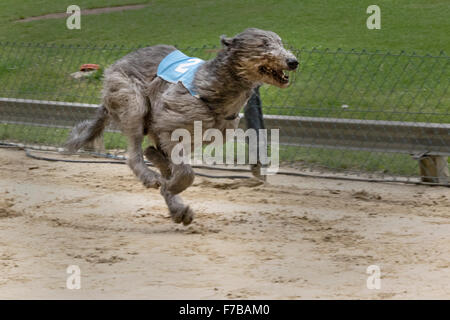 Courses de lévriers, Irish Wolfhound, championnat d'Europe 2015, Hünstetten, Germany, Europe Banque D'Images