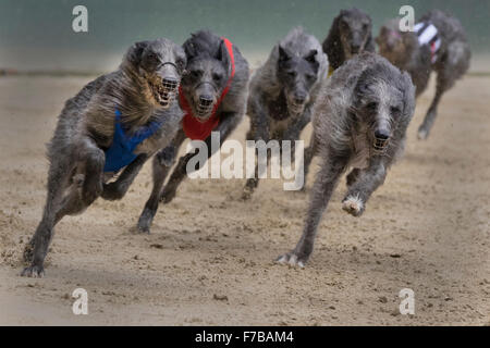 Courses de lévriers, Irish Wolfhound, championnat d'Europe 2015, Hünstetten, Germany, Europe Banque D'Images