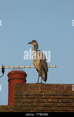 Les jeunes hérons cendrés (Ardea cinerea) Comité permanent sur l'ridgepole de un toit de tuiles contre le ciel bleu Banque D'Images