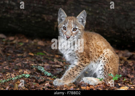 Lynx eurasien cub, deux mois.
