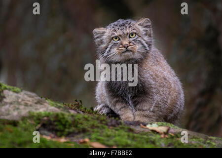 Chat de Pallas Banque D'Images