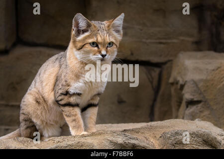 Chat de sable Banque D'Images