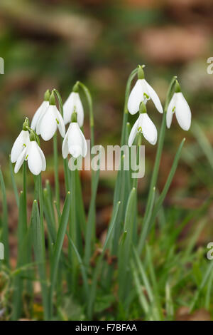 Perce-neige, Galanthus nivalis, dans un cimetière dans le Worcestershire, Angleterre. Banque D'Images