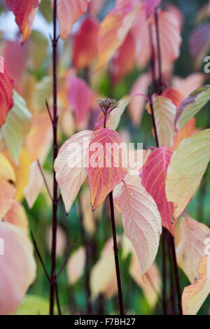 Cornus sericea baileyi. Rameau rouge cornouiller de feuilles à l'automne Banque D'Images