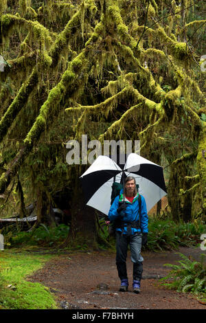 WASHINGTON - Backpacker de faire un détour par la salle de mousses avant de partir dans la vallée de la rivière Hoh Olympic National Park. Banque D'Images