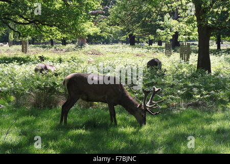 Red Deer grazing in Richmond Park, Londres Banque D'Images