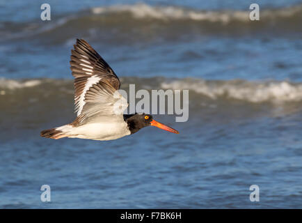 Huîtrier d'Amérique (Haematopus palliatus) volant le long de la côte de l'océan, Galveston, Texas, États-Unis. Banque D'Images