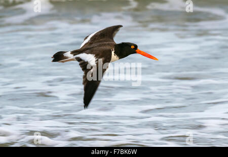 Huîtrier d'Amérique (Haematopus palliatus) volant le long de la côte de l'océan, Galveston, Texas, États-Unis. Banque D'Images