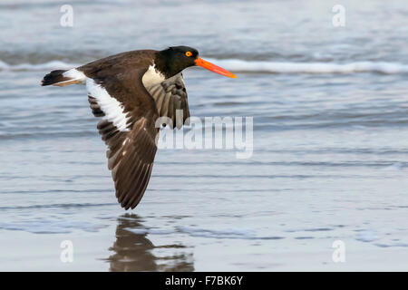 Huîtrier d'Amérique (Haematopus palliatus) volant le long de la côte de l'océan, Galveston, Texas, États-Unis. Banque D'Images