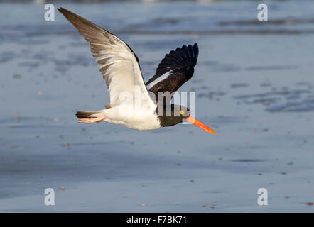 Huîtrier d'Amérique (Haematopus palliatus) volant le long de la côte de l'océan, Galveston, Texas, États-Unis. Banque D'Images