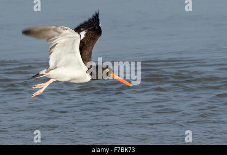 Huîtrier d'Amérique (Haematopus palliatus) volant le long de la côte de l'océan, Galveston, Texas, États-Unis. Banque D'Images