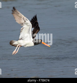 Huîtrier d'Amérique (Haematopus palliatus) volant le long de la côte de l'océan, Galveston, Texas, États-Unis. Banque D'Images