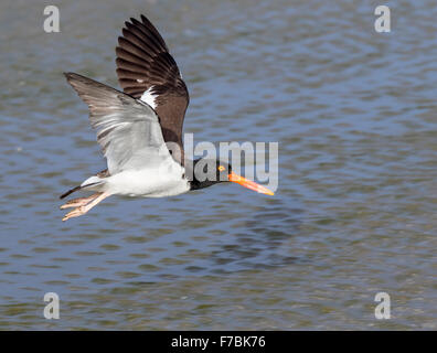 Huîtrier d'Amérique (Haematopus palliatus) volant le long de la côte de l'océan, Galveston, Texas, États-Unis. Banque D'Images