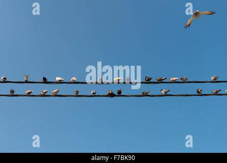 Les pigeons assis sur les fils comme les notes de musique. Banque D'Images