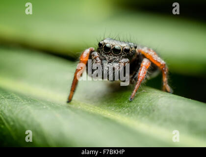 De la famille des gradungulidae, connu comme le mangeur de fourmis Salticid (Zenodorus orbiculatus) Banque D'Images