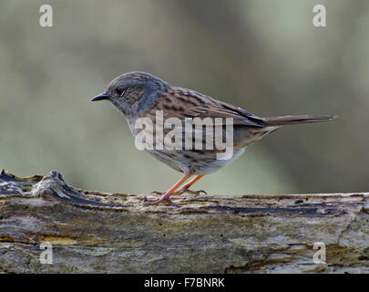 Nid, Prunella modularis, on log in garden, Lancashire, England, UK Banque D'Images