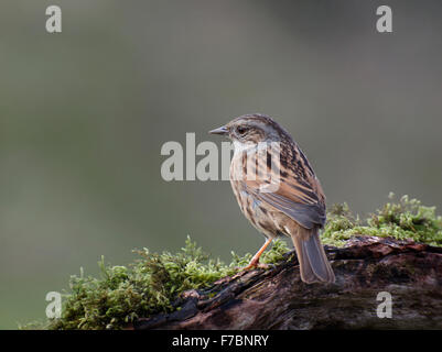 Nid, Prunella modularis, on log in garden, Lancashire, England, UK Banque D'Images