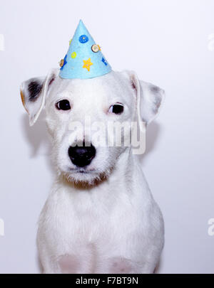 Parson Russell Terrier puppy portant un chapeau d'anniversaire Banque D'Images