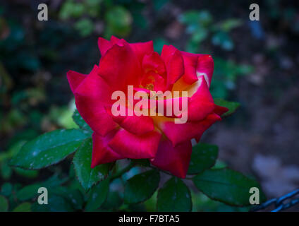 Rose rouge fleur en fin Jardin, Province d'Ispahan, Kashan, Iran Banque D'Images