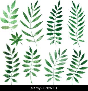 Aquarelles peintes collection de plantes et de feuilles. vector illustration Illustration de Vecteur