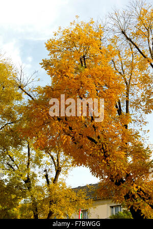 La ville de Kecskemet Hongrie couleurs d'automne inner city Banque D'Images